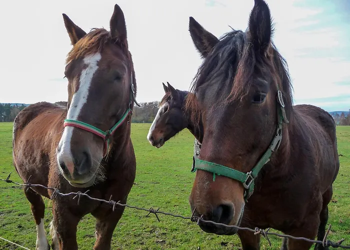 Bauer Linde's Διαμέρισμα *